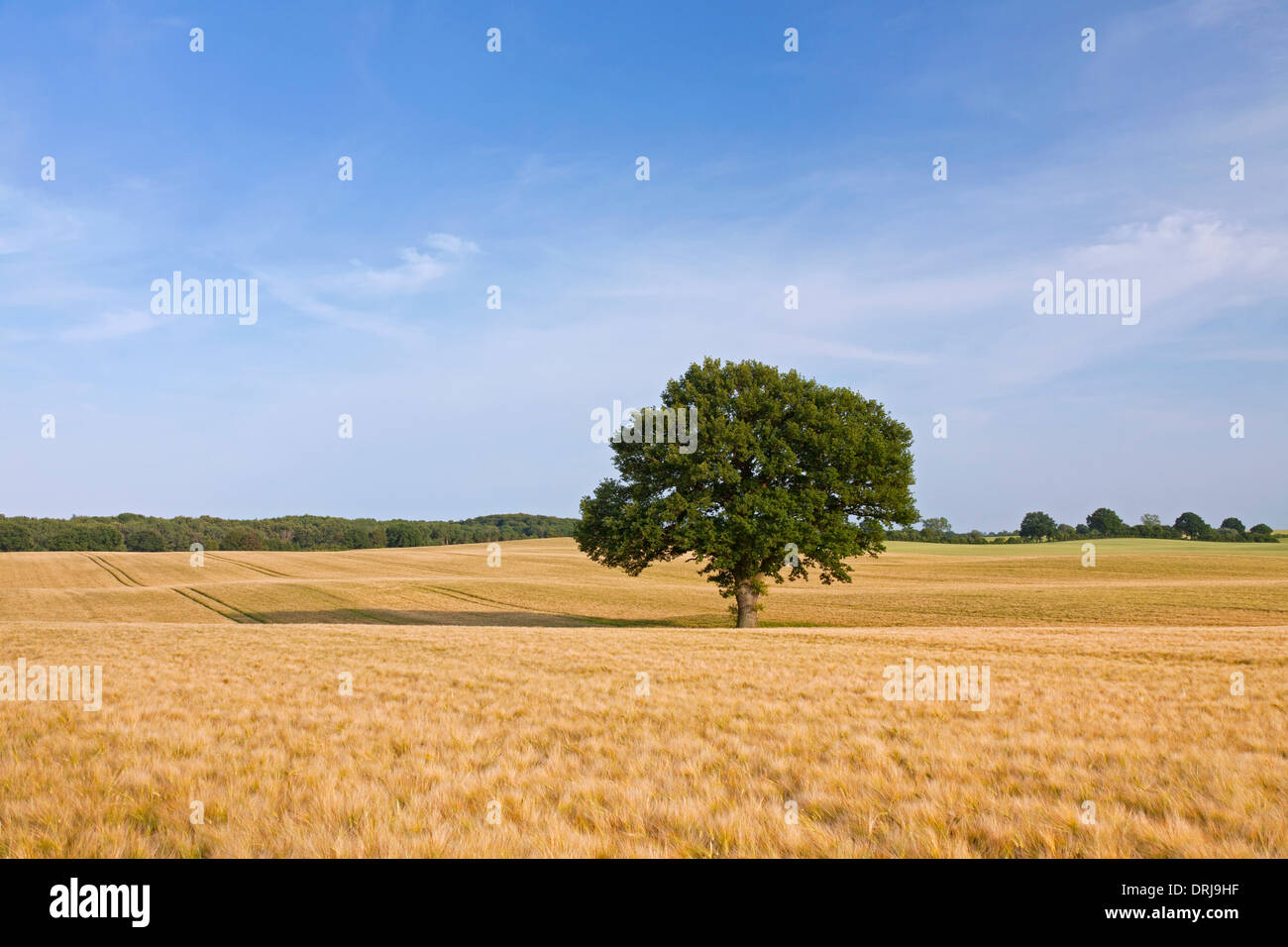 Eiche / Pendelbewegung Eiche (Quercus Robur), einsame Baum im Kornfeld im Sommer Stockfoto