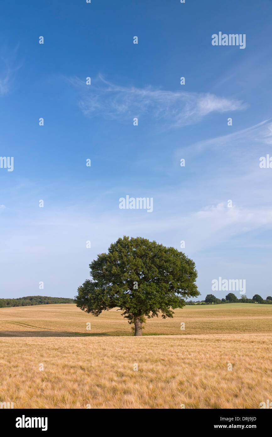 Eiche / Pendelbewegung Eiche (Quercus Robur), einsame Baum im Kornfeld im Sommer Stockfoto