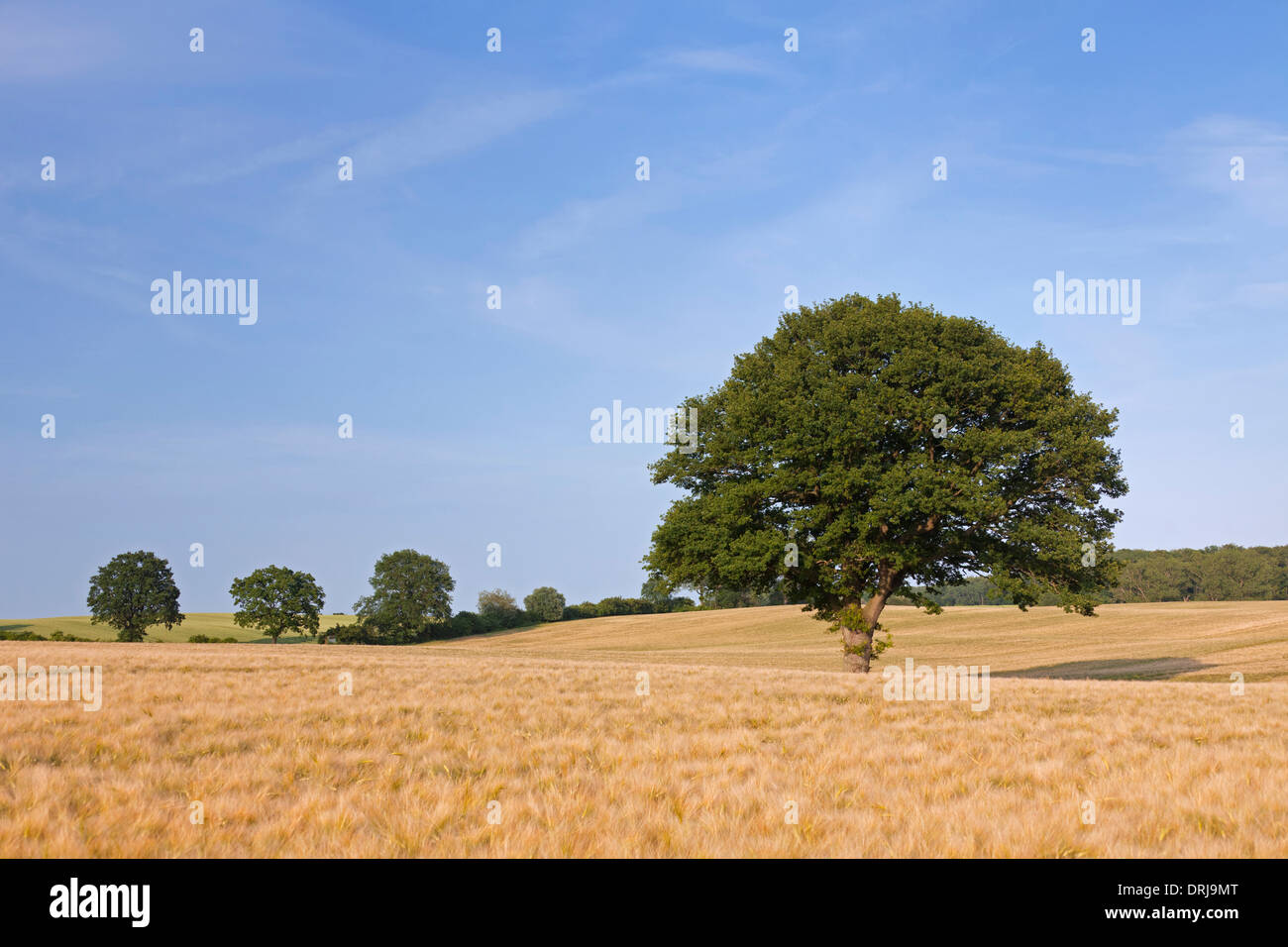 Eiche / Pendelbewegung Eiche (Quercus Robur), einsame Baum im Kornfeld im Sommer Stockfoto