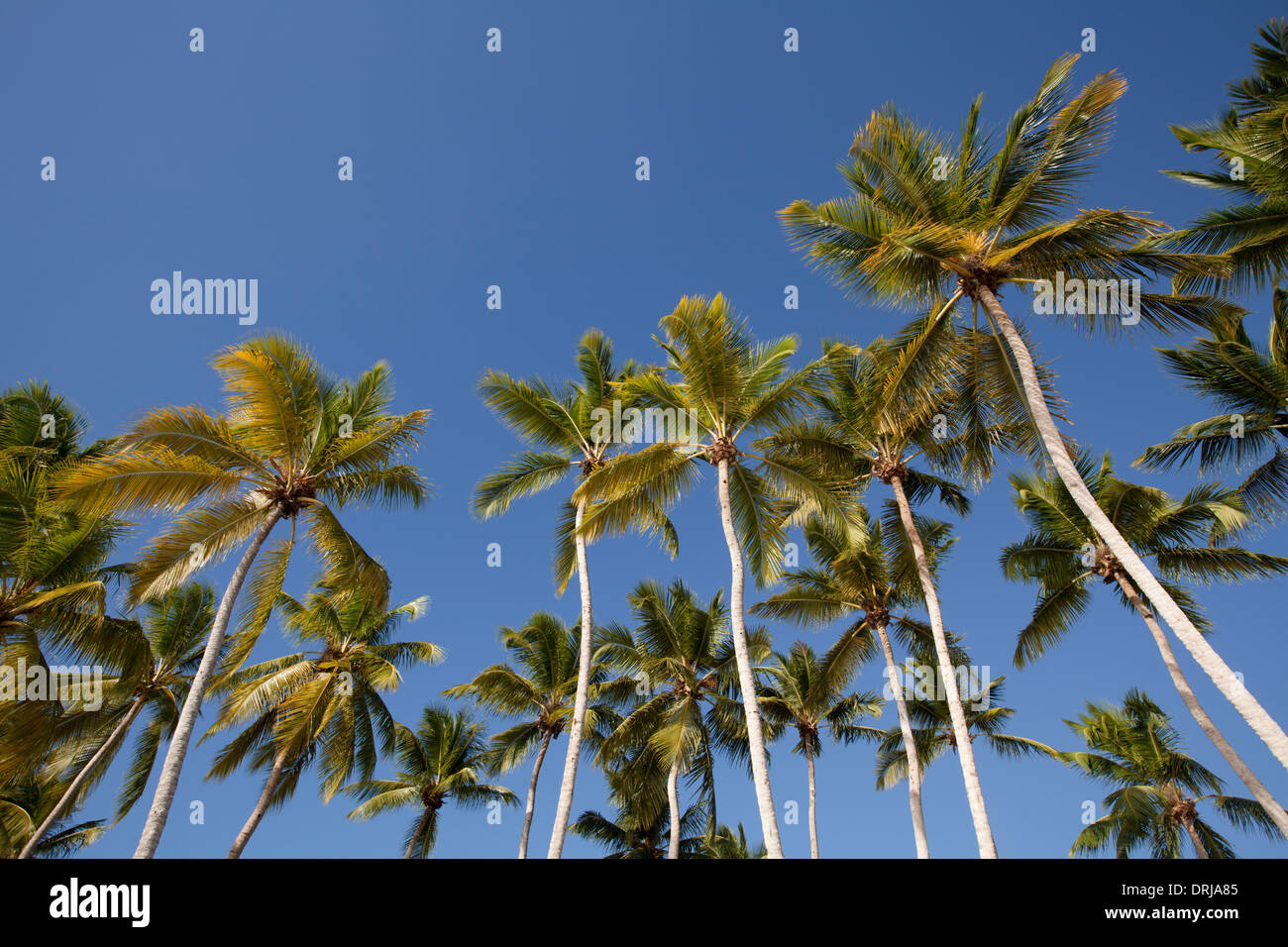 Gemahlener Blick hinauf Gruppe von Palmen und blauer Himmel. Ungespitzten Stockfoto