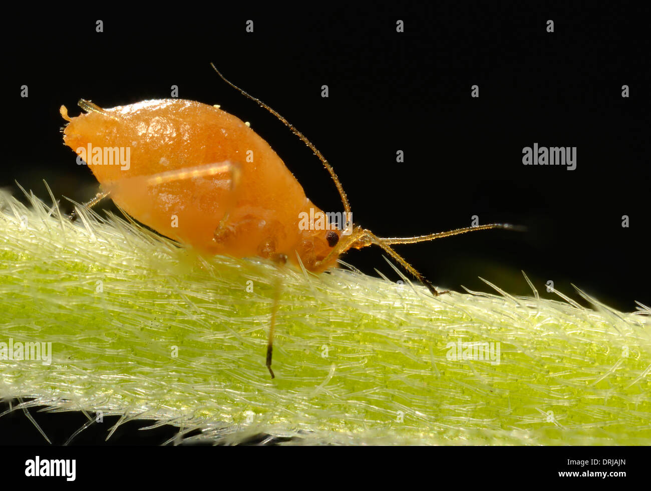 Rohr-Blattläuse (Aphidoidea) Jungtier am Stiel eines auf ein Gänseblümchen (Bellis Perennis) im Gegenlicht, extreme Macroadmission, Röhr Stockfoto