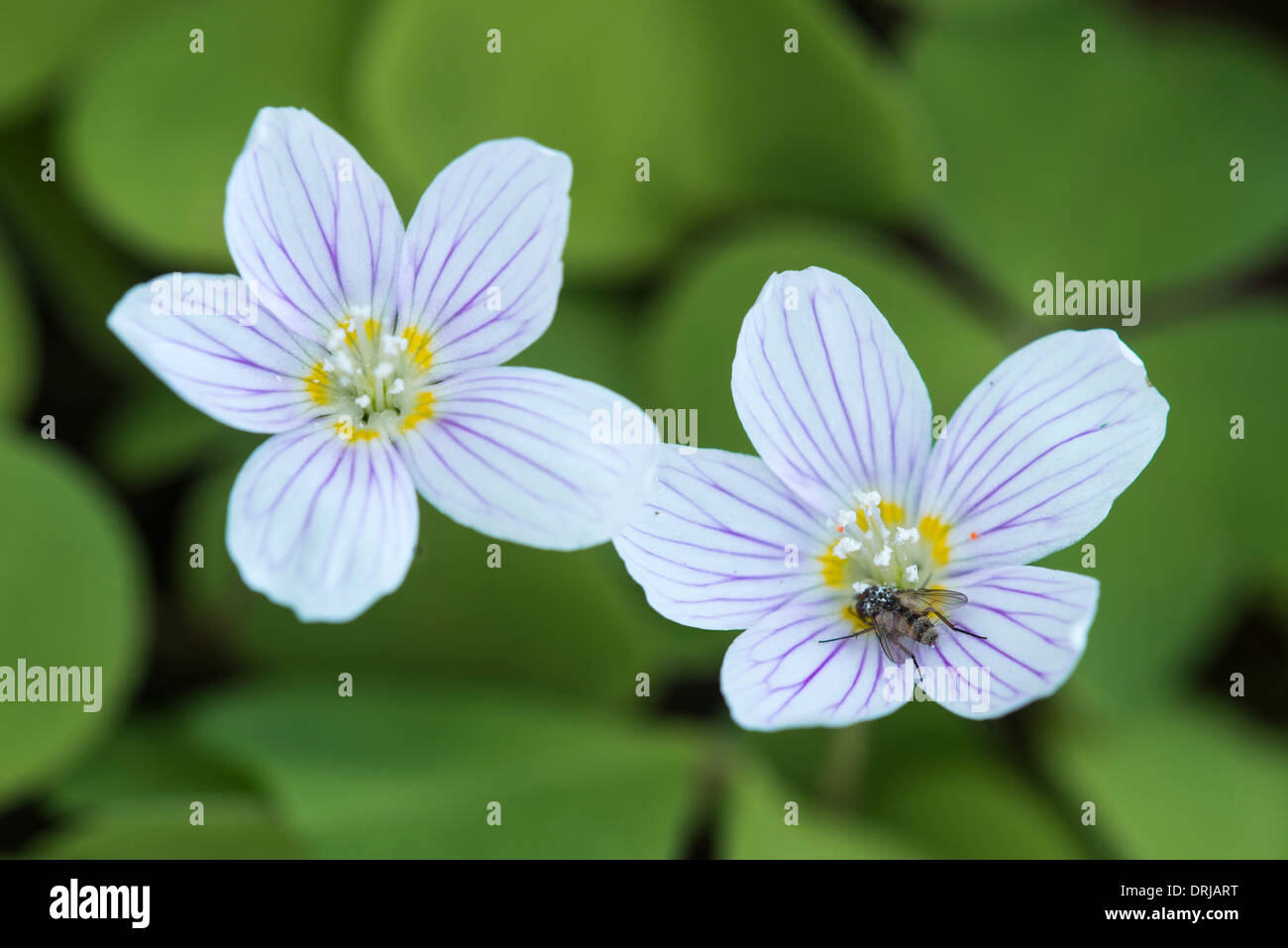 Oxalis Acetosella, Sauerklee oder Sauerampfer Holz ist eine Pflanze aus der Gattung Oxalis, häufig in den meisten Europa und Teile Asiens Stockfoto