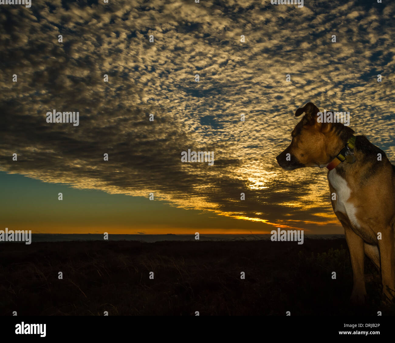 Hund, genießen den Sonnenuntergang auf die Mauren, Yorkshire, Großbritannien Stockfoto