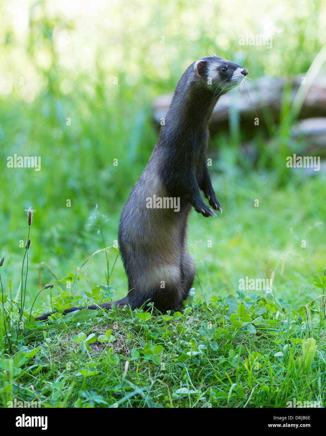 Europäischer Iltis, Fell, Iltis, Marder, Mustela Putorius, Raubtier ...