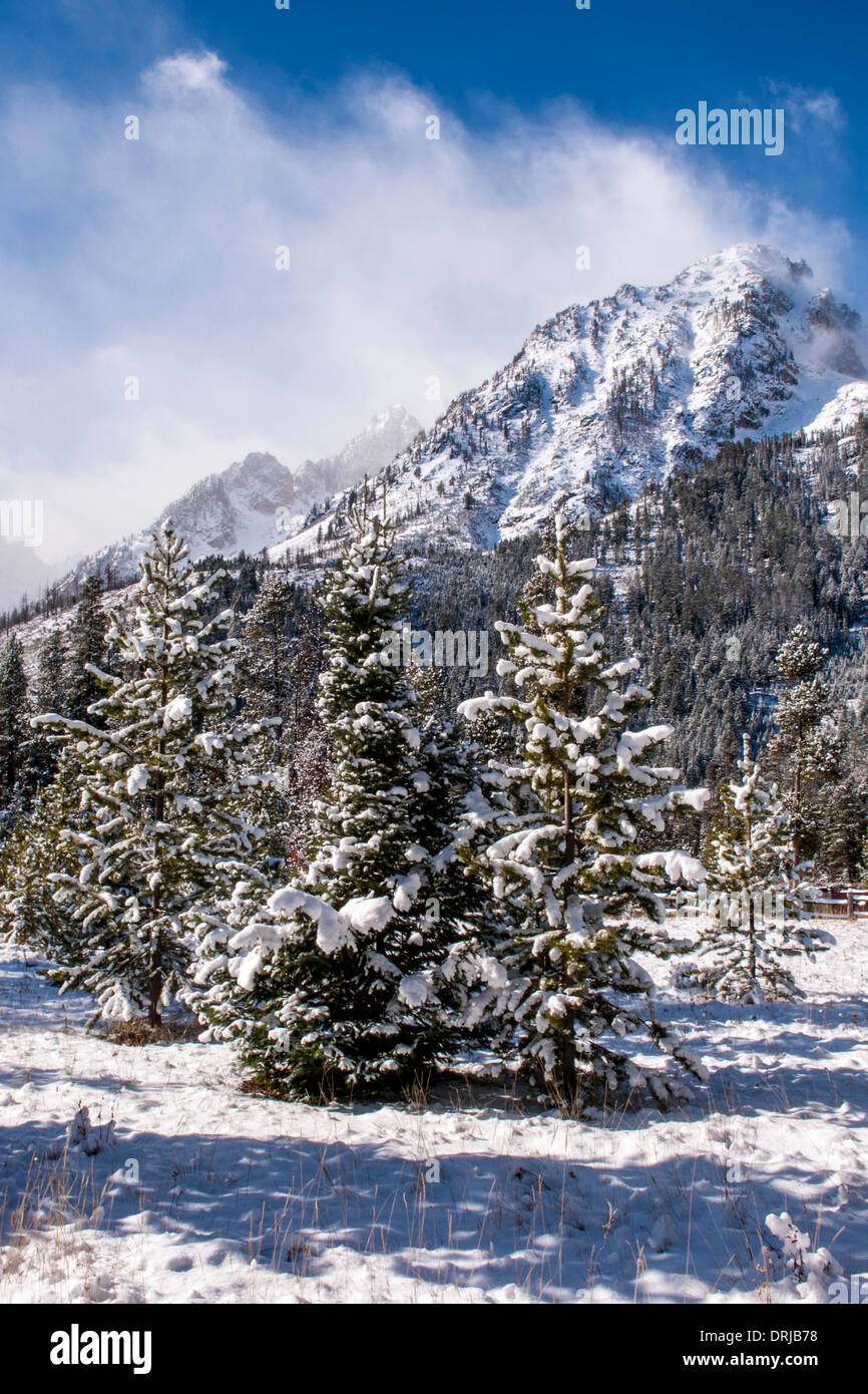 Schnee auf Kiefern mit Grand Teton Berge im Hintergrund Stockfoto