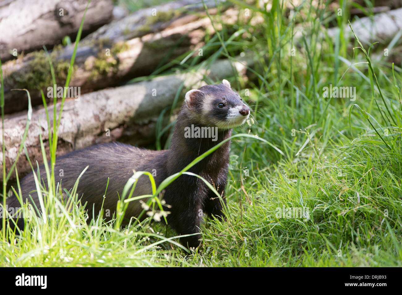 Europäischer Iltis, Fell, Iltis, Marder, Mustela Putorius, Raubtier Stockfoto