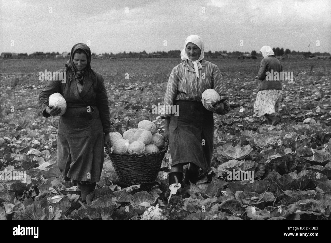 Frauen in einem Kohlkopffeld in der Nähe von Kiew Stockfoto