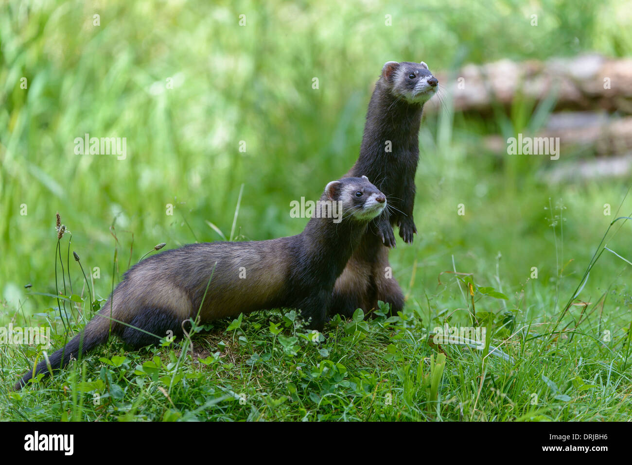 Europäischer Iltis, Fell, Iltis, Marder, Mustela Putorius, Raubtier