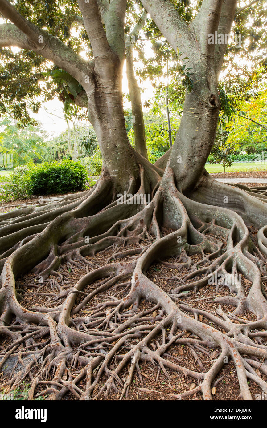 USA, Florida, Sarasota, Marie Selby Botanical Gardens. Moreton Bay Feigenbaum. Stockfoto