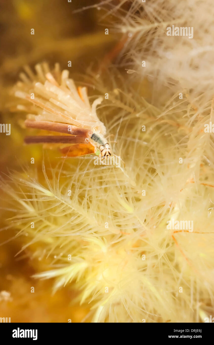 Nahaufnahme der Caddisfly Larven im Wasser Stockfoto