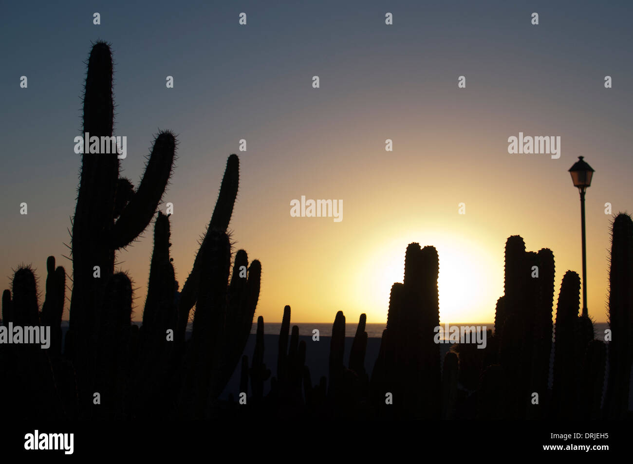 Kakteengarten bei Sonnenaufgang, Caleta de Fuste, Fuerteventura, Kanarische Inseln, Spanien. Stockfoto