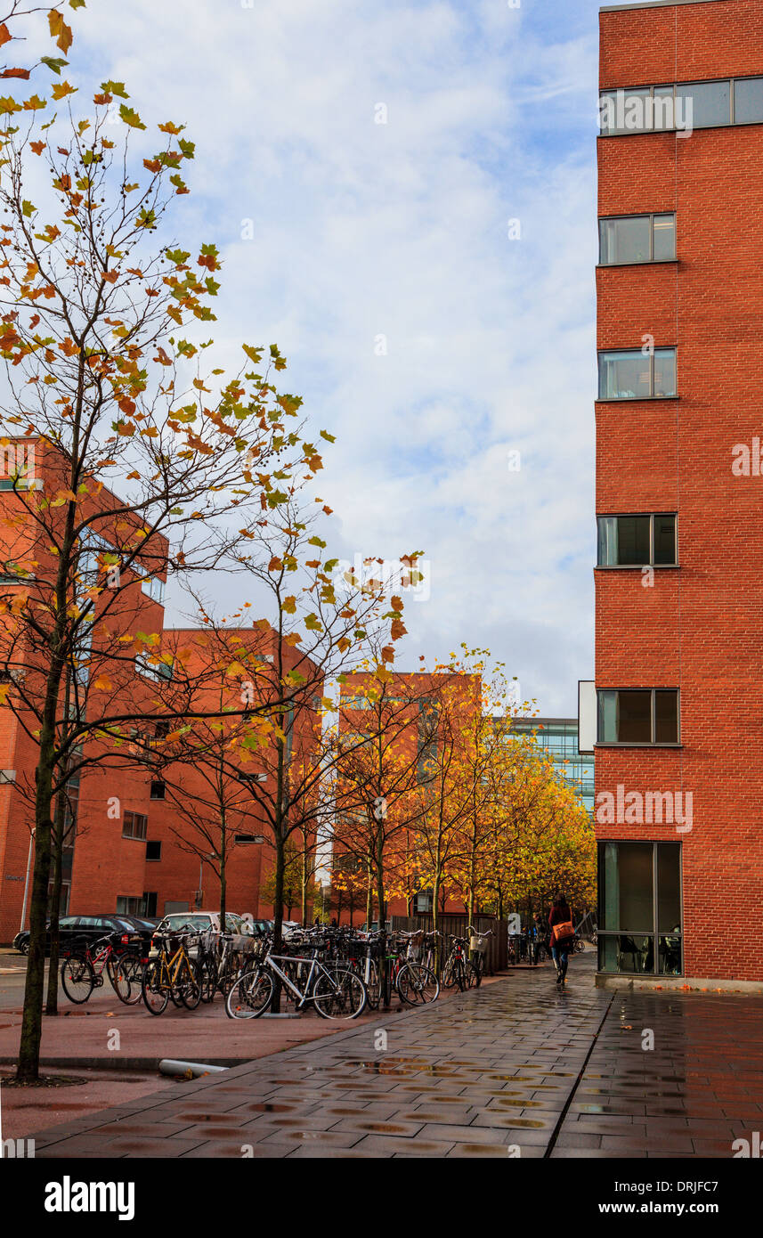 Aarhus oder Aarhus Universität in Dänemark mit Fahrrädern Stockfoto