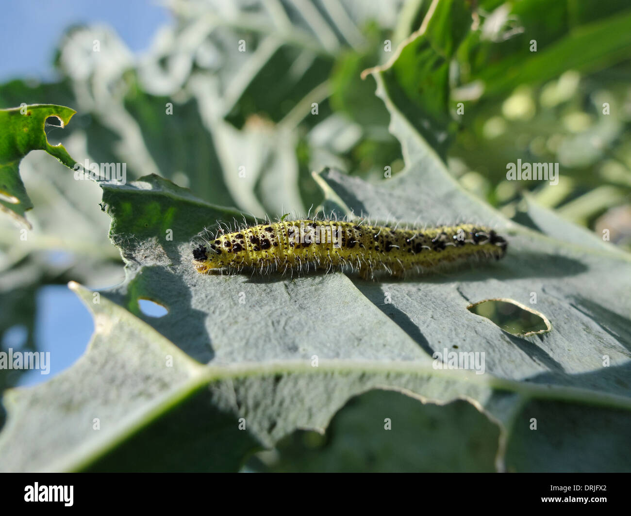Eine Raupe (aus der großen weißen Kohl Schmetterling - Pieris Brassicae) auf eine Rosenkohl Pflanze in Lincolnshire, Großbritannien. Stockfoto