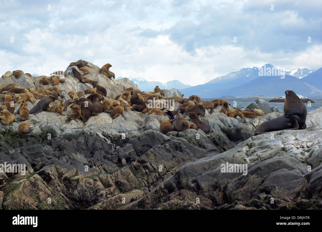 Kolonie der patagonischen Sea Lions, Beagle-Kanal, Patagonien, Argentinien, Südamerika Stockfoto