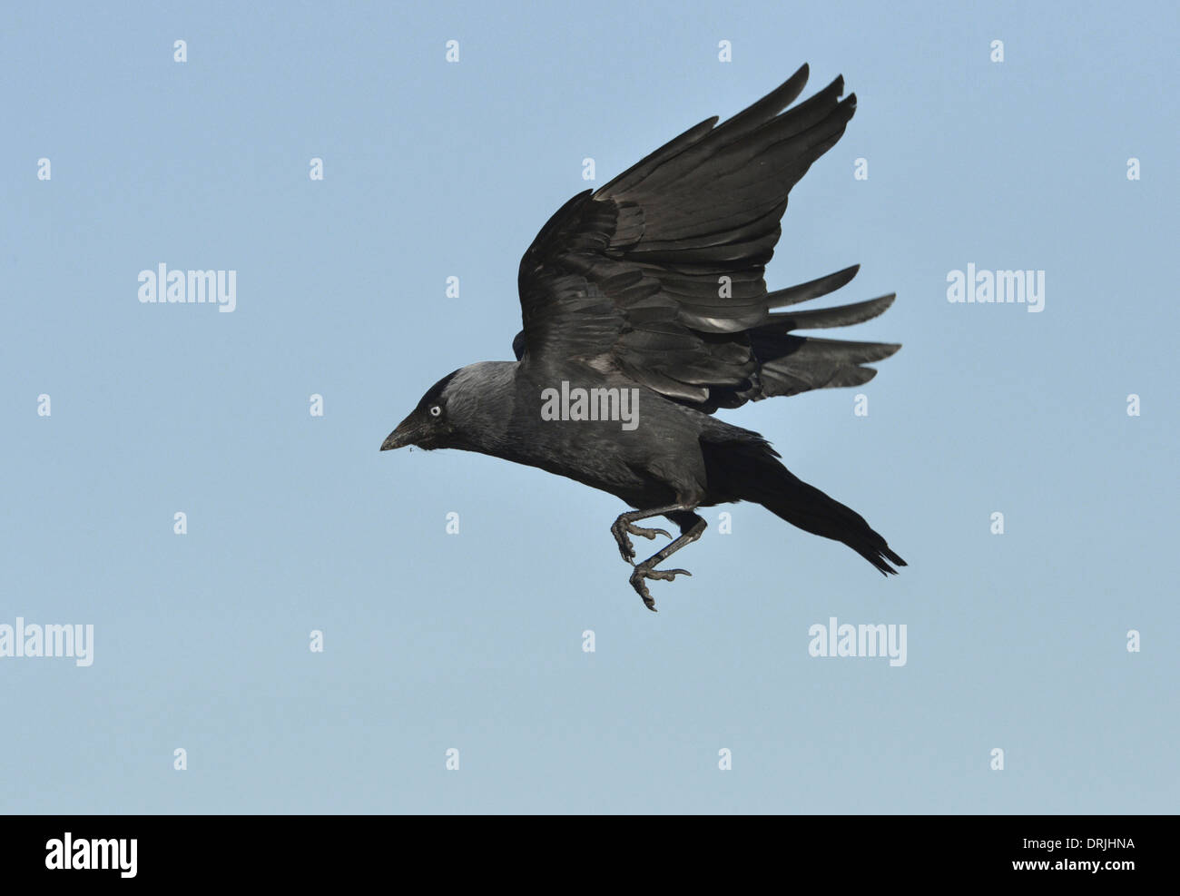 Dohle Corvus Monedula im Flug. Stockfoto