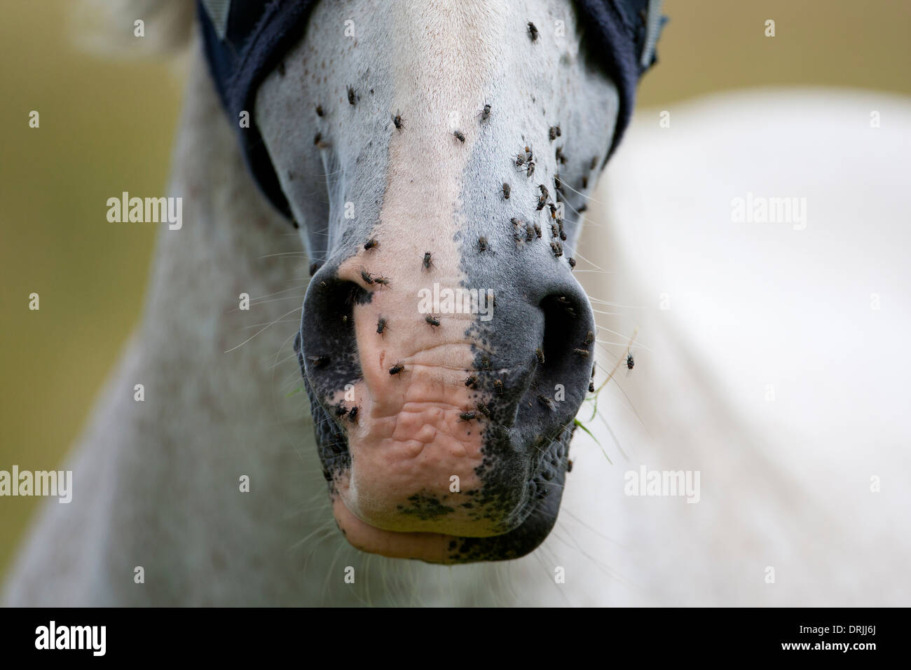 Nahaufnahme eines Pferdes Nase voller fliegen Stockfoto