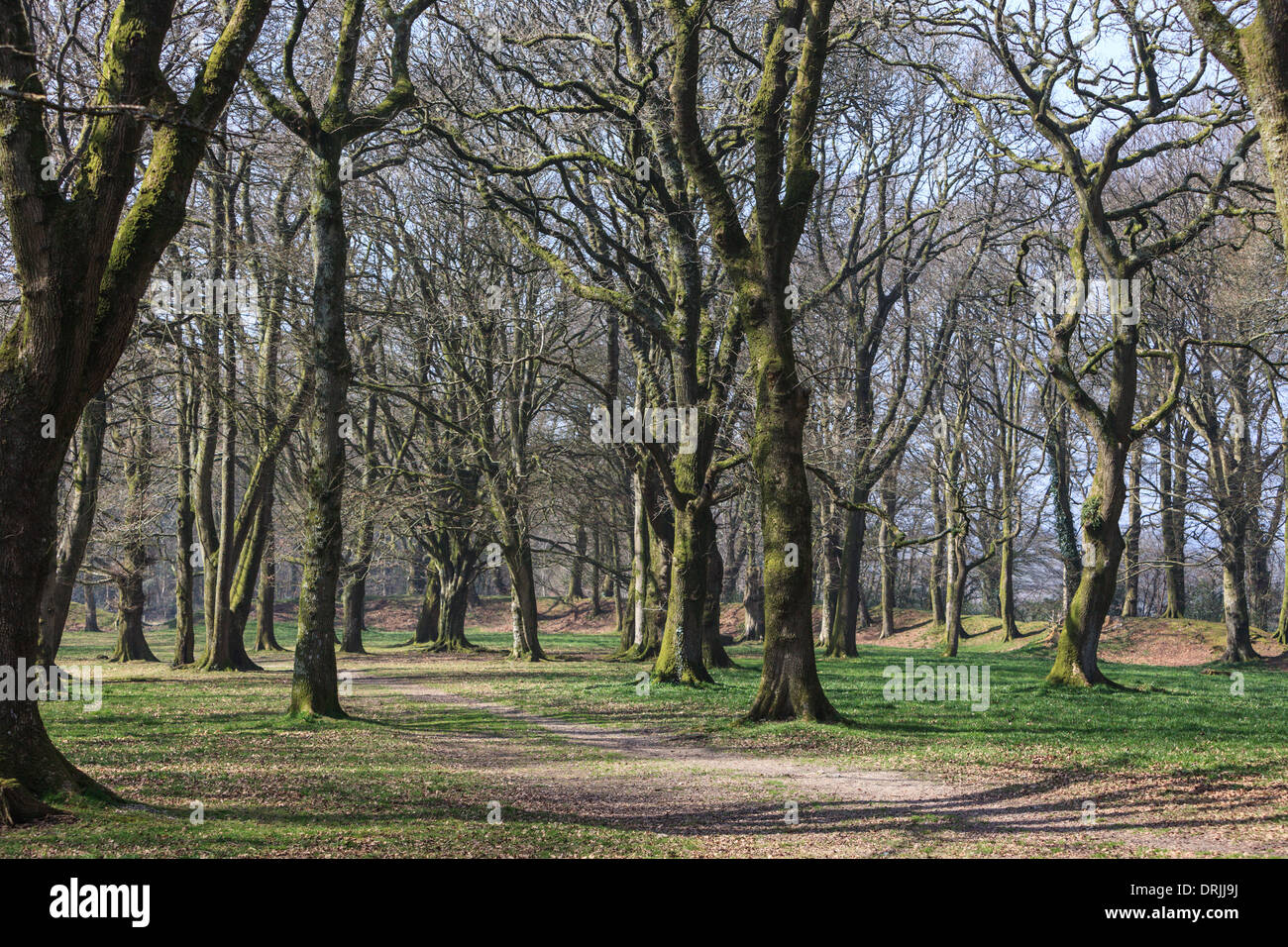 Die Eisenzeit Fort Blackbury Burg oder Camp, in Devon, England Stockfoto