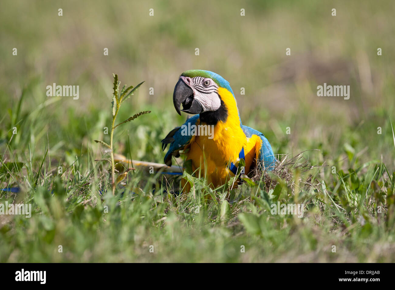 Amazon Papagei sitzt auf einer Wiese Stockfoto