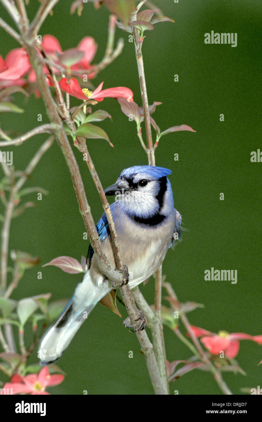 Alert Bluejay, Cyanocitta cristata, Seitenansicht, in rosa Hartriegelbaum blühen im Frühjahr gehockt, Nahaufnahme, Missouri USA Stockfoto