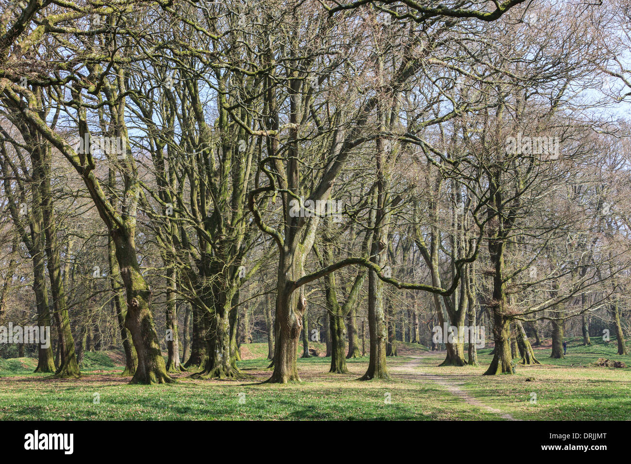 Die Eisenzeit Fort Blackbury Burg oder Camp, in Devon, England Stockfoto