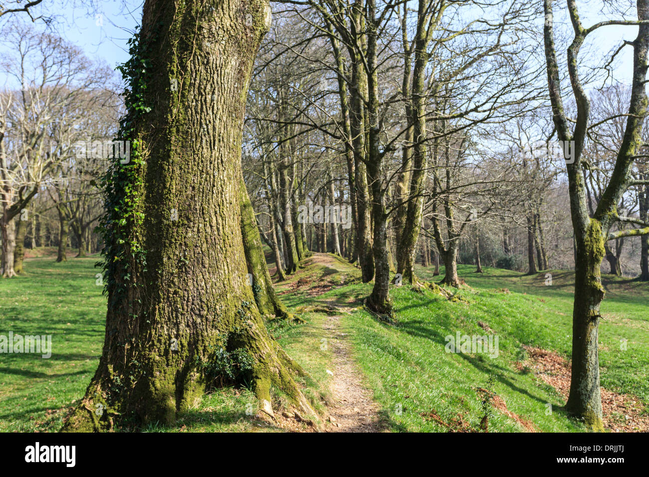 Die Eisenzeit Fort Blackbury Burg oder Camp, in Devon, England Stockfoto