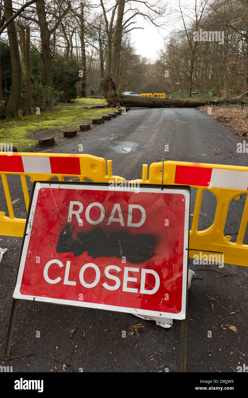 Einem ausgewachsenen Baum geblasen über bei Wind und Regen an der Spitze der Sevenoaks verursacht Straßensperrung Stockfoto