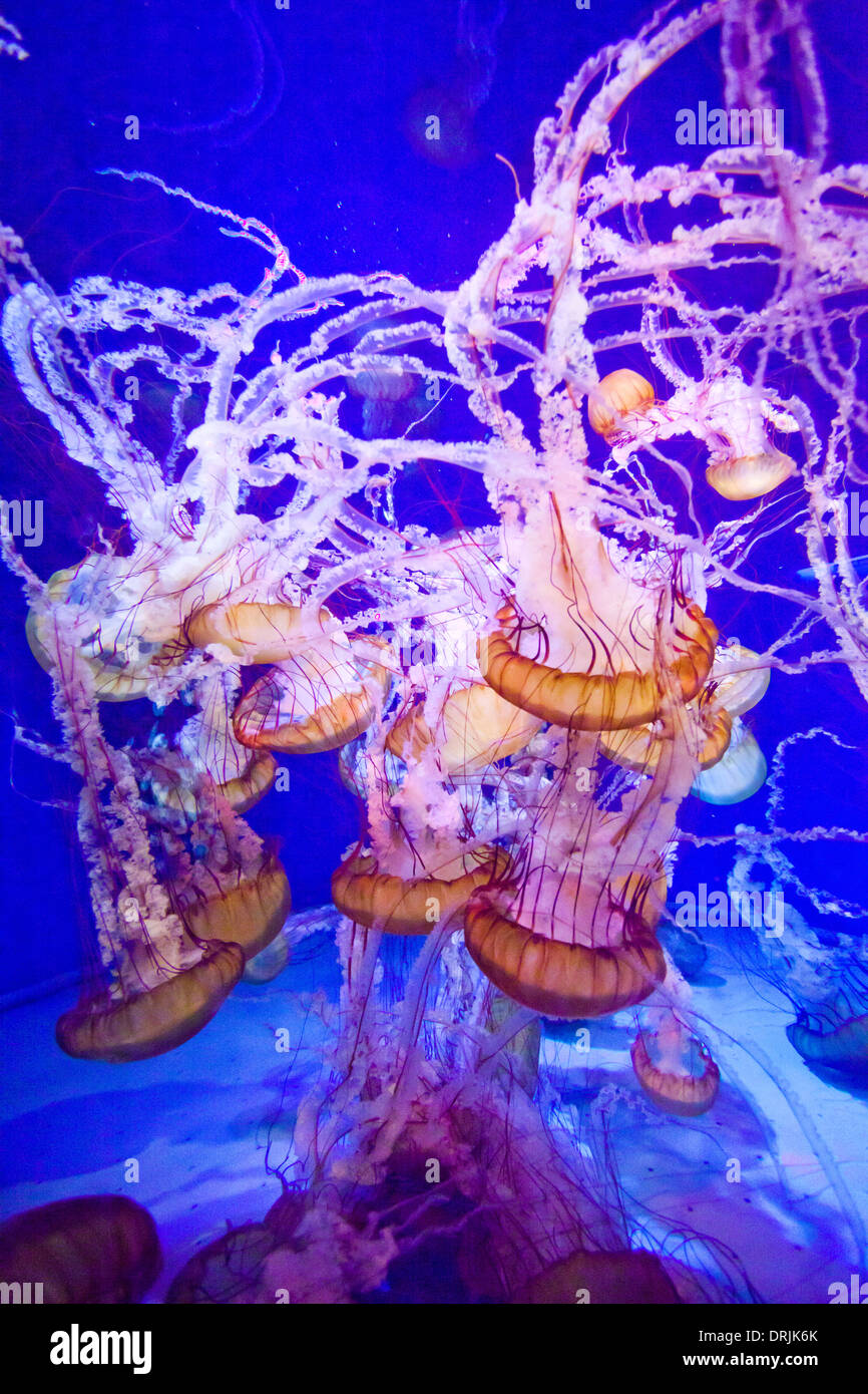 Quallen an das Aquarium of the Pacific in Long Beach, Los Angeles Stockfoto