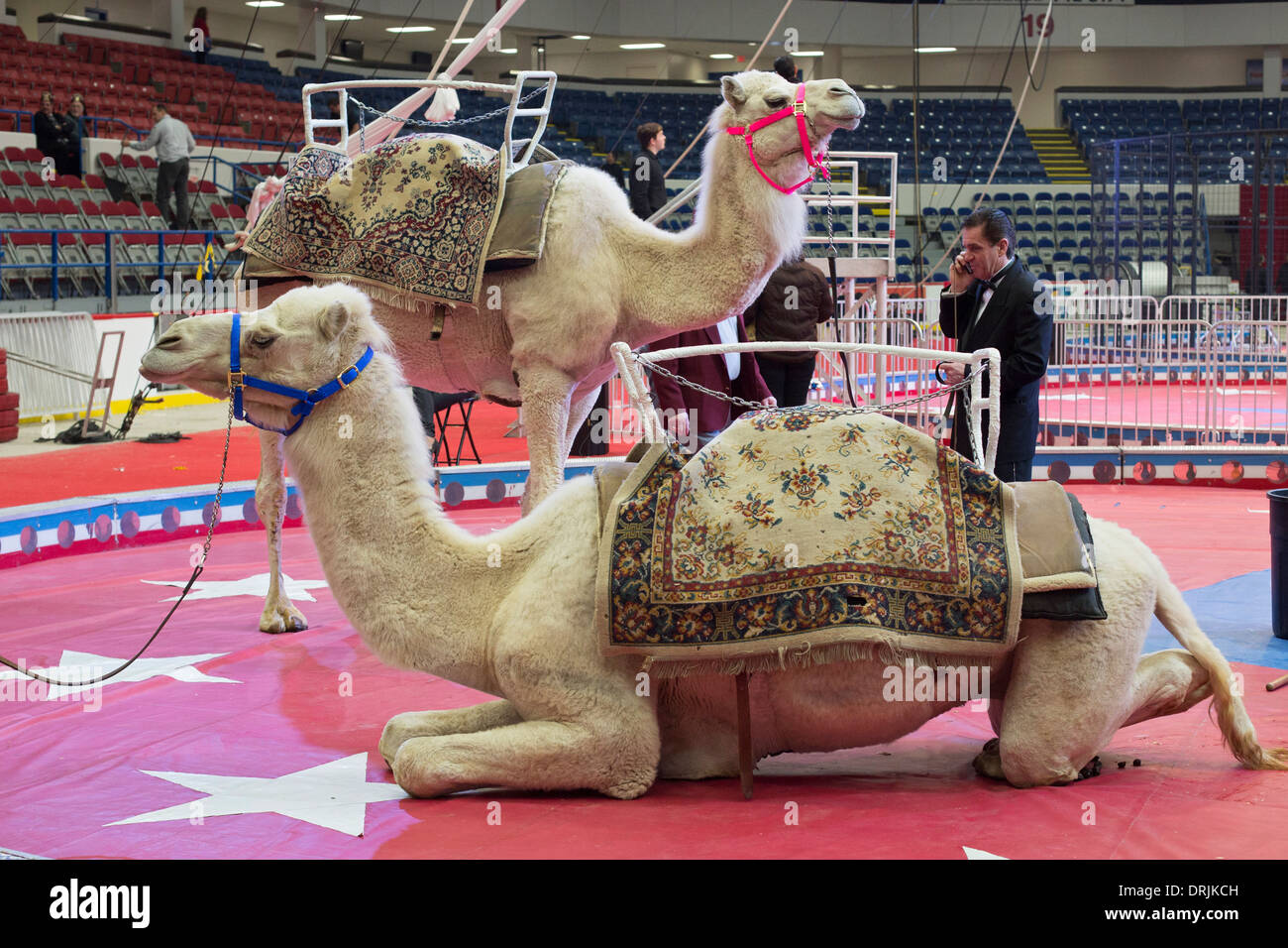 Flint, Michigan - Kamele vor einer Aufführung des Schrein-Zirkus. Stockfoto