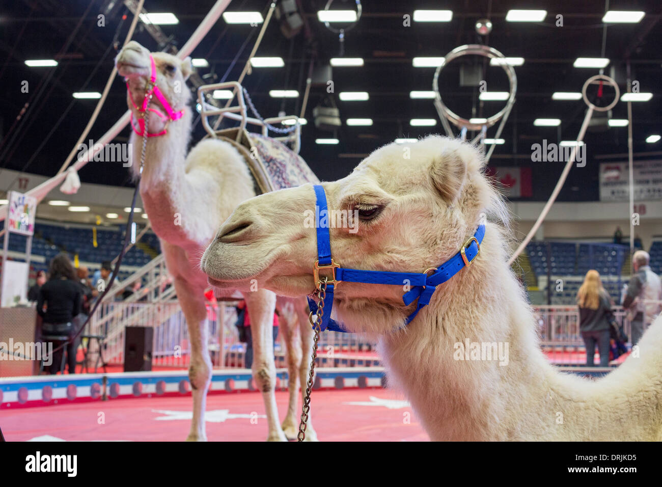 Flint, Michigan - Kamele vor einer Aufführung des Schrein-Zirkus. Stockfoto