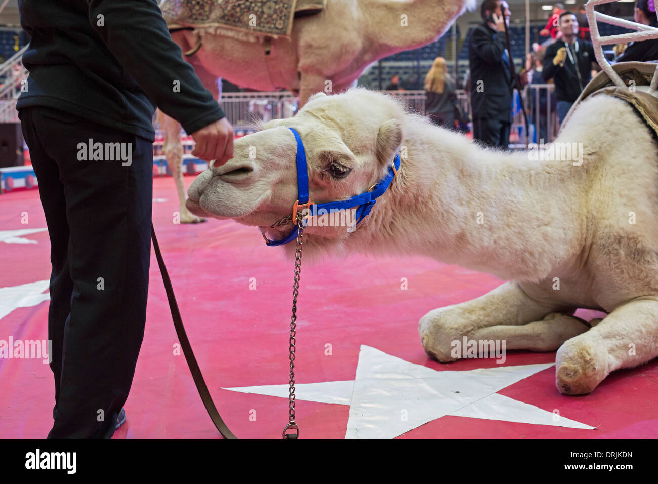 Flint, Michigan - ein Kamel mit seinem HF vor einer Aufführung des Schrein-Zirkus. Stockfoto