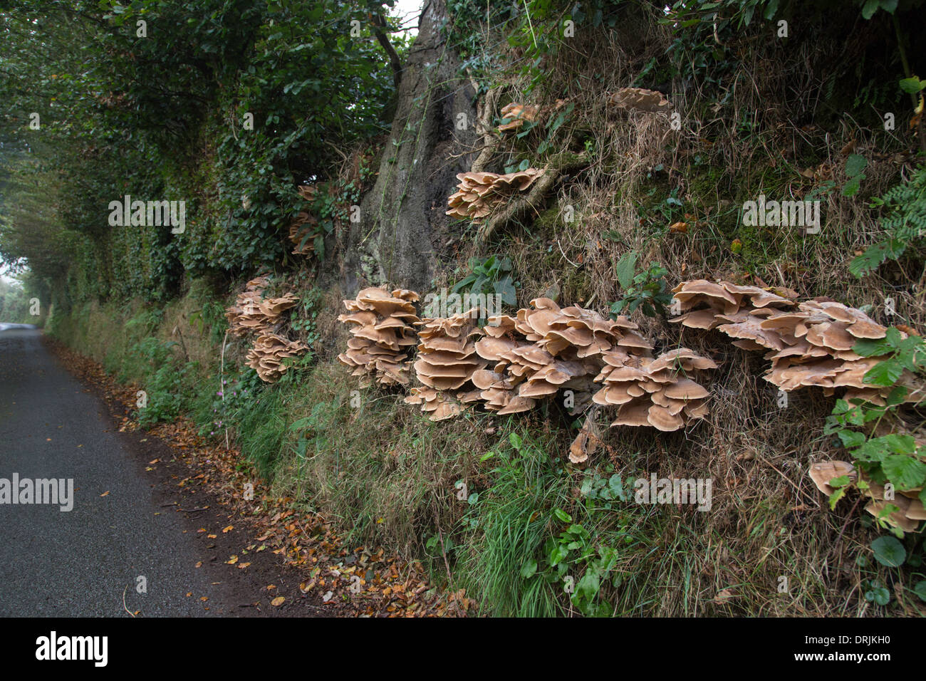 Halterung Pilze wachsen auf einem Erdwall gesäumt von Rotbuchen in einer Lane Devon, England, UK Stockfoto