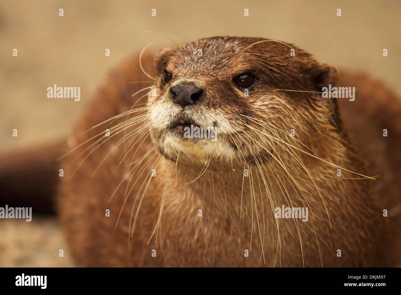 Ein afrikanischer Clawless Otter Blick in die Ferne. Stockfoto