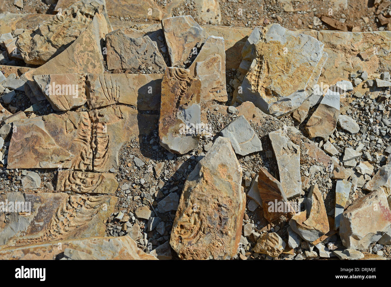 ca. 300 Millionen Jahre alte Fossilien von Mesosaurus Tenuidens mit Keetmanshoop, Namibia, Afrika, ca. 300 Millionen Jahre alt Stockfoto