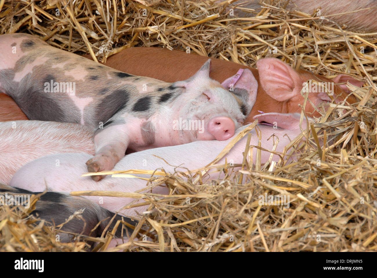 Eine Reihe von seltenen Rasse Schweine genießen ein Nickerchen ...