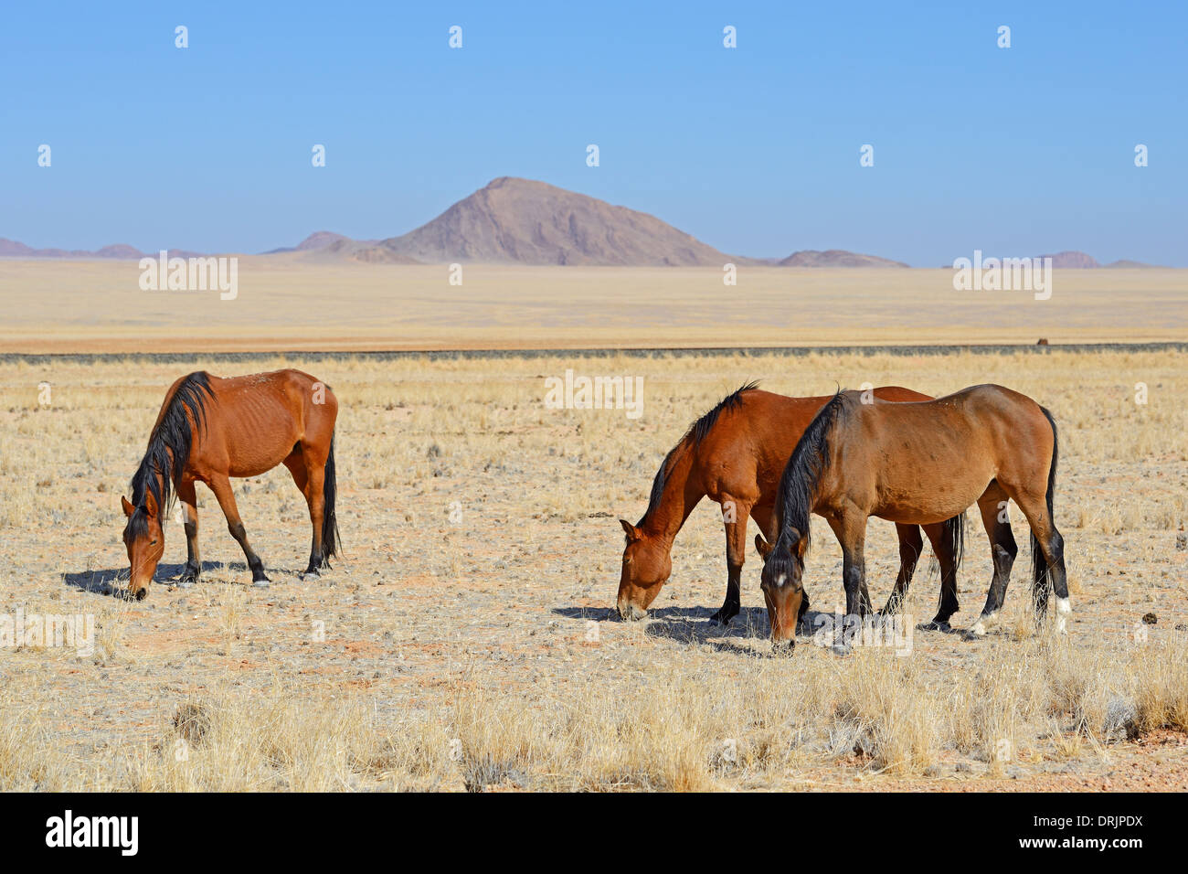 weidenden Wildpferde bei Garub mit aus, Namibia, Afrika, Grasende Wildpferde bei Garub Bei Aus Afrika Stockfoto
