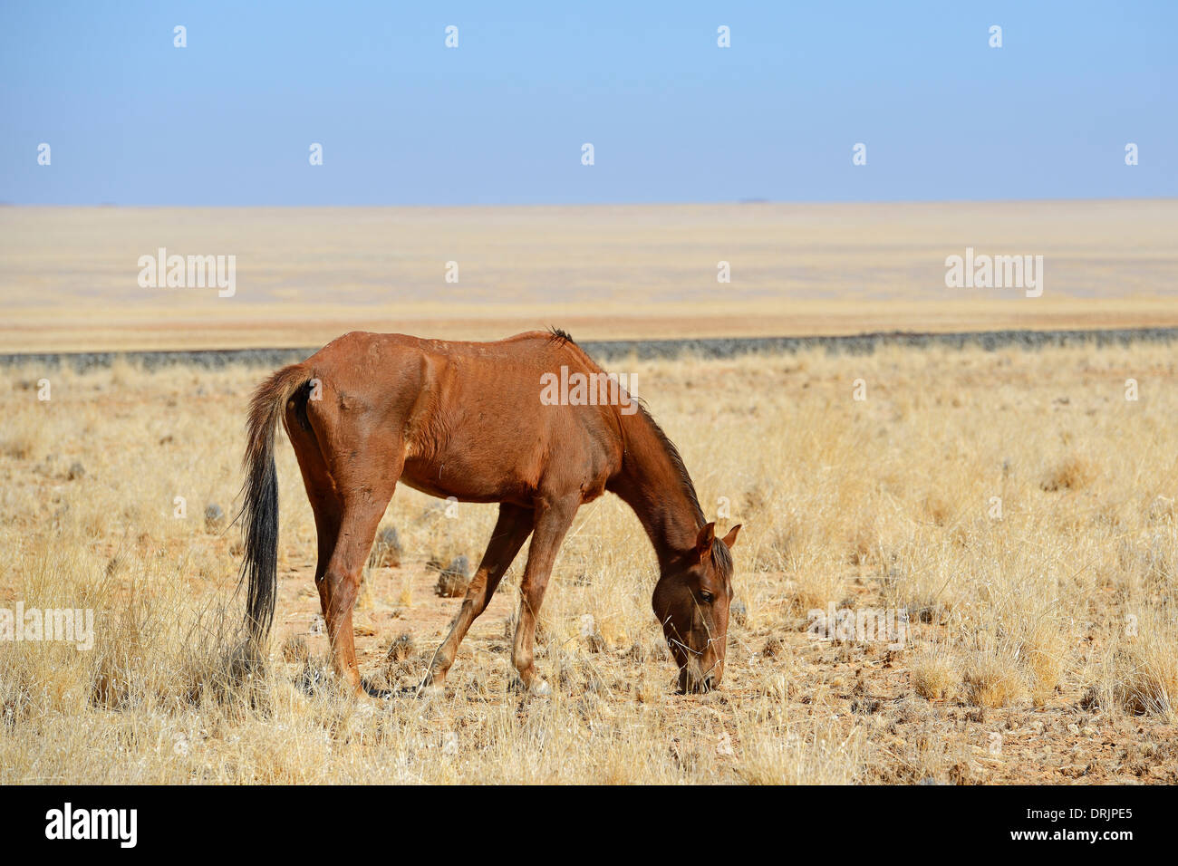 weidenden Wildpferde bei Garub mit aus, Namibia, Afrika, Grasende Wildpferde bei Garub Bei Aus Afrika Stockfoto