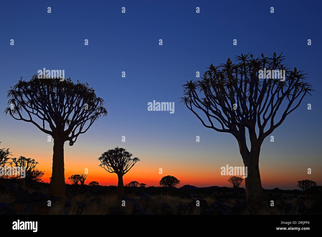 Köcher, Baum oder Quivertree Afrikaans, Kokerboom, Aloe Dichotoma im ersten Morgenlicht, Keetmanshoop, Namibia, Afrika, Koeche Stockfoto