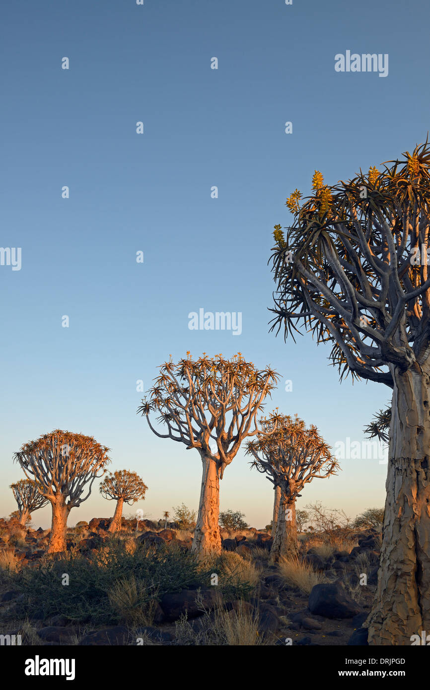 Köcher, Baum oder Quivertree Afrikaans, Kokerboom, Aloe Dichotoma mit Sonnenaufgang, Keetmanshoop, Namibia, Afrika, Koecherbaum Oder Qui Stockfoto