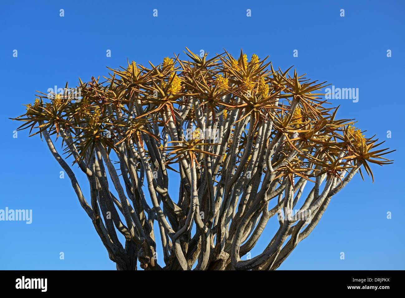 Köcher, Baum oder Quivertree Afrikaans, Kokerboom, Aloe Dichotoma mit Sonnenaufgang, Keetmanshoop, Namibia, Afrika, Koecherbaum Oder Qui Stockfoto