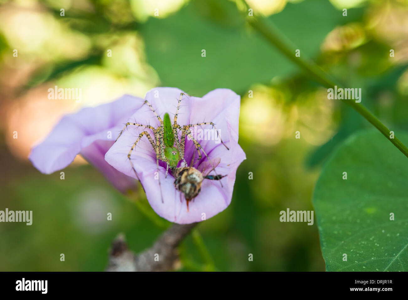 Grün Spinne sitzt in einer lila Trichterwinde Blume Essen eine Honigbiene Stockfoto