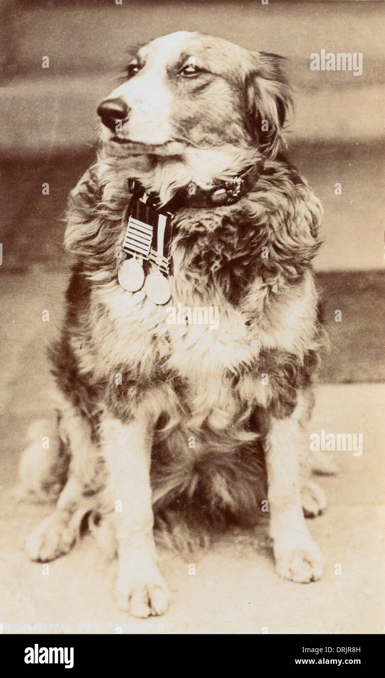 Privaten Modder, Boer Kriegshelden Hund Stockfoto