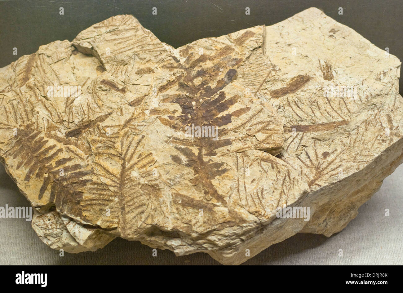 Viele prähistorische Knochen und Fossilien sind auf dem Display in das Museum of Natural History in New Mexico. Stockfoto