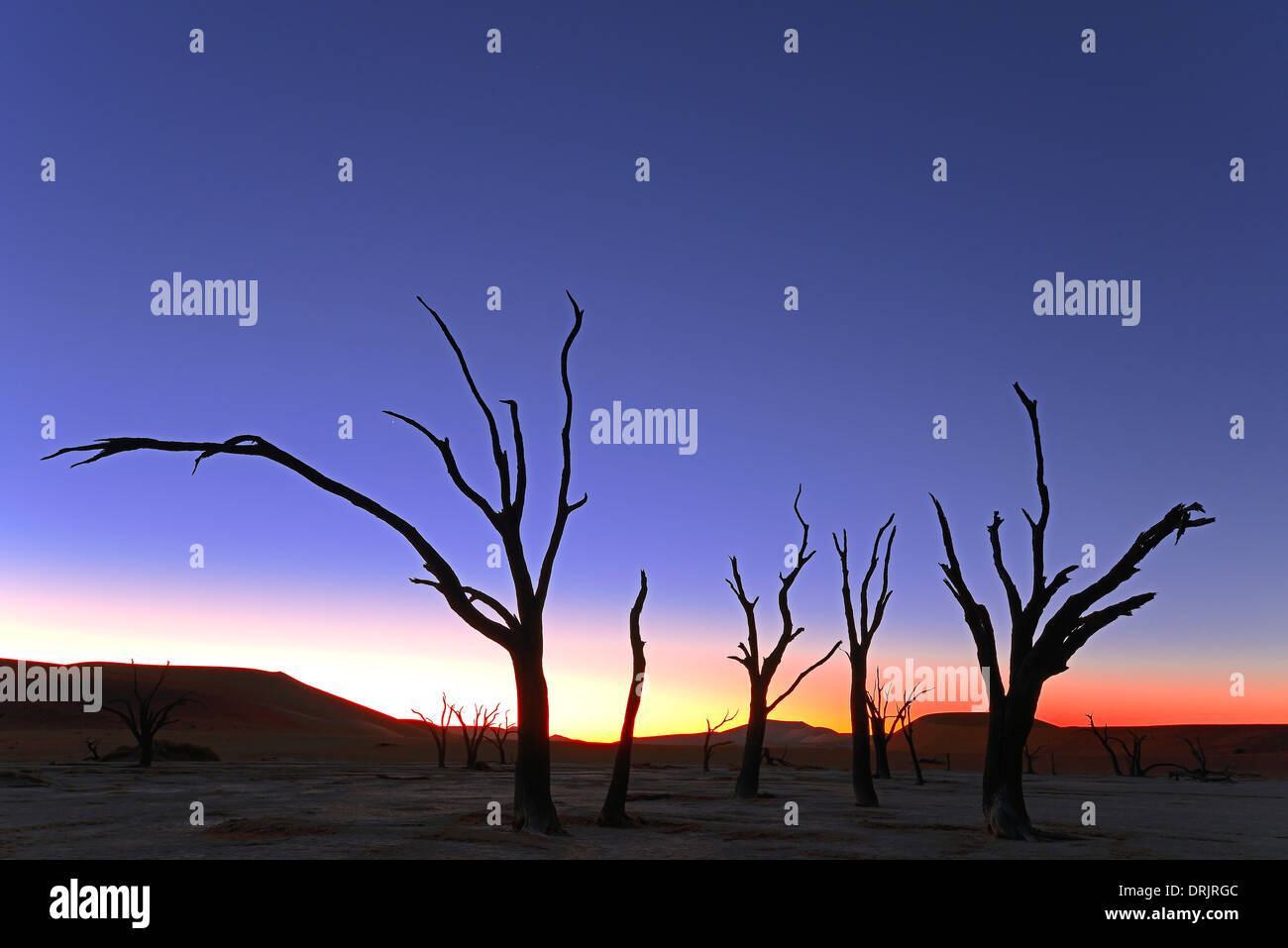 Kamel Dorn Bäume Acacia Erioloba, auch Camel Thorn oder Kamel Dorn Akazie als Silhouette bei Sonnenuntergang, Namib Naukluft national pa Stockfoto