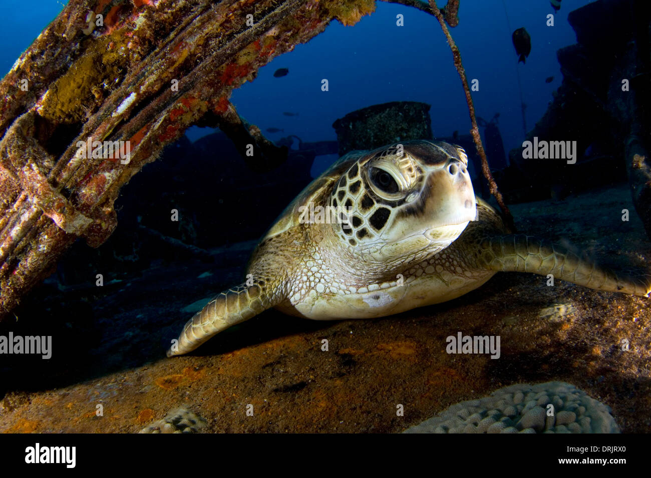 Eine Schildkröte kriecht aus einem Wrack an Oahus Westküste. Stockfoto