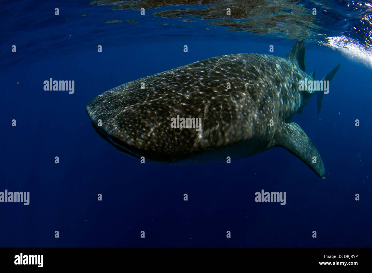 Ein Walhai Kreuzfahrten von knapp unter der Wasseroberfläche Stockfoto