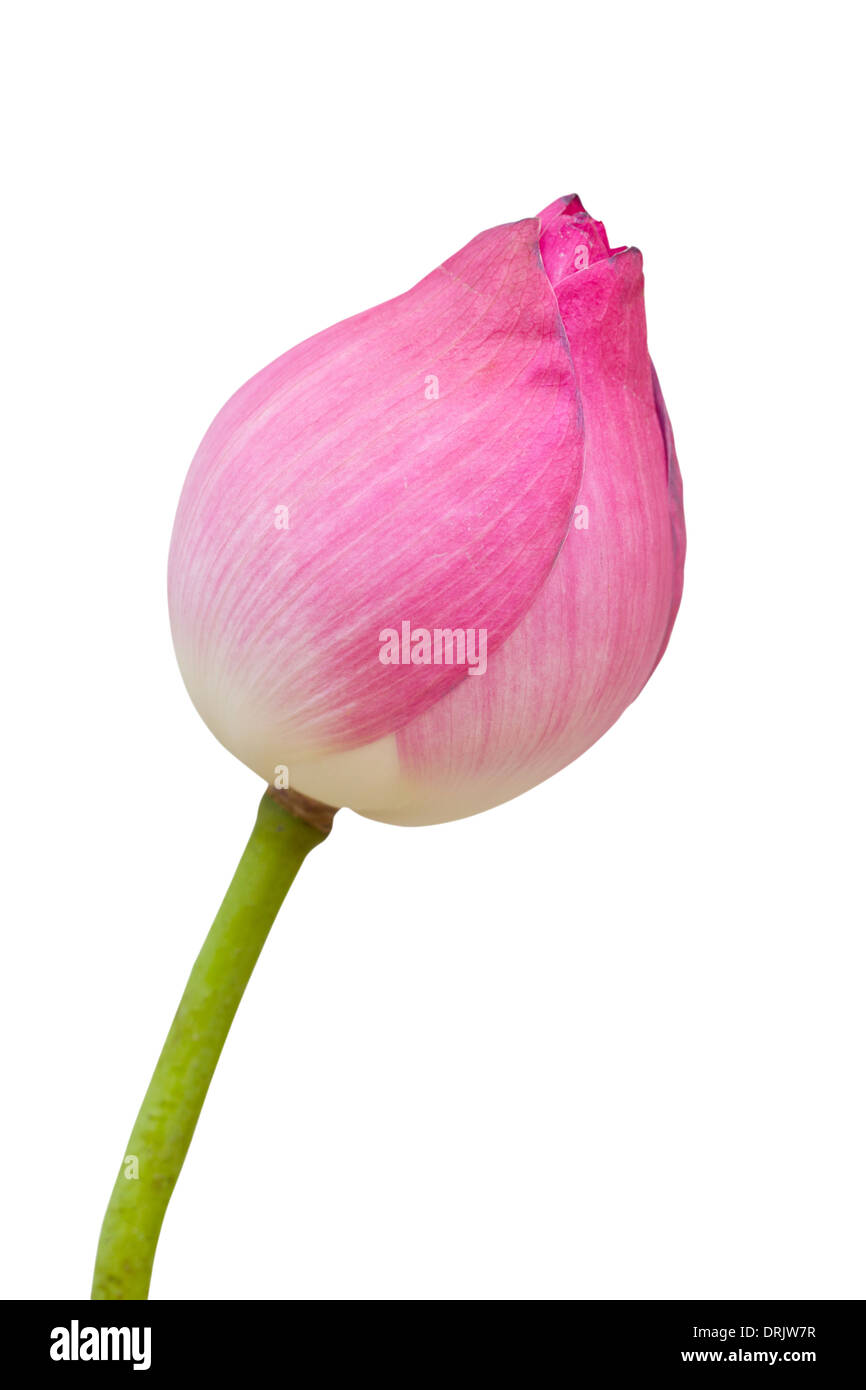 Pink Lotus isoliert auf weiss. Stockfoto