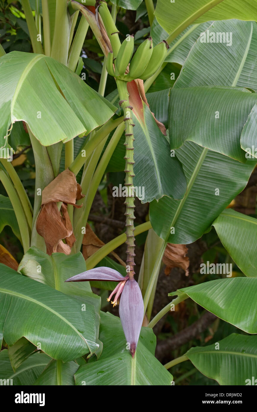 Pflanze musa paradisiaca -Fotos und -Bildmaterial in hoher Auflösung ... Pflanze musa paradisiaca -Fotos und -Bildmaterial in hoher Auflösung ...