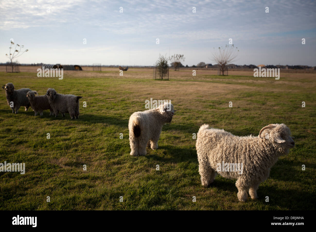 Angora-Ziegen in Fairy Tale Bauernhof in Waxahachie, Texas, Vereinigte Staaten von Amerika, 29. November 2013. Stockfoto