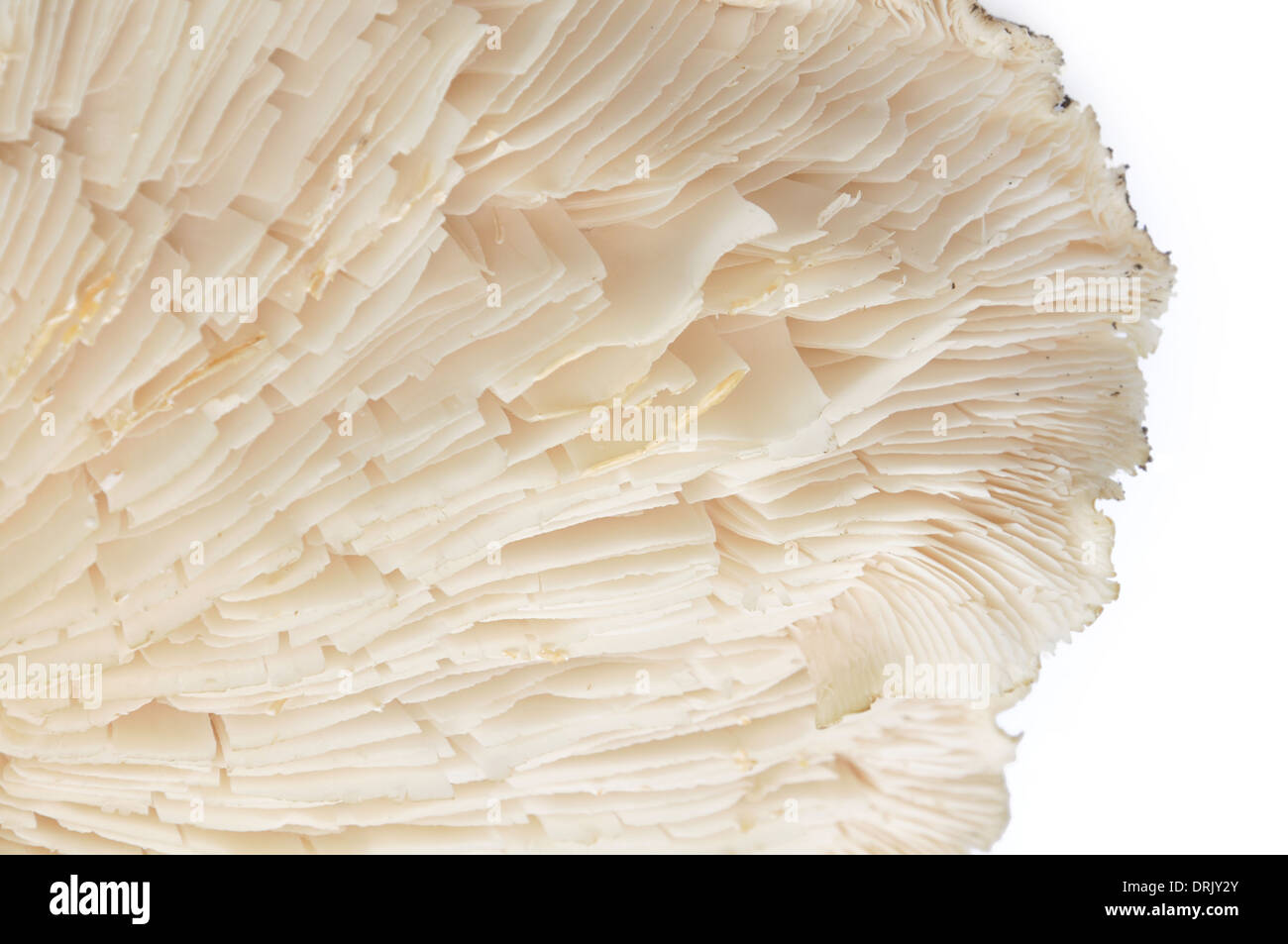 Detail Pilze unten isoliert auf weißem Hintergrund Stockfoto