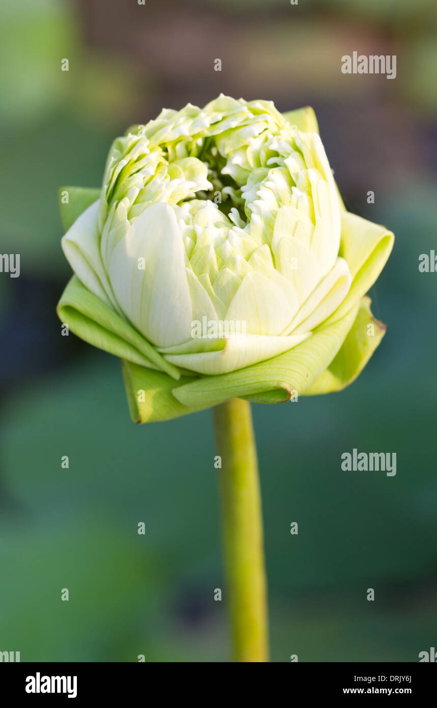 Grüne Lotusblüte. Stockfoto